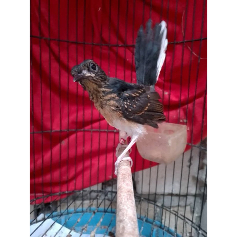 [Garansi Jantan] Murai Batu Medan Trotol Jaminan Jantan