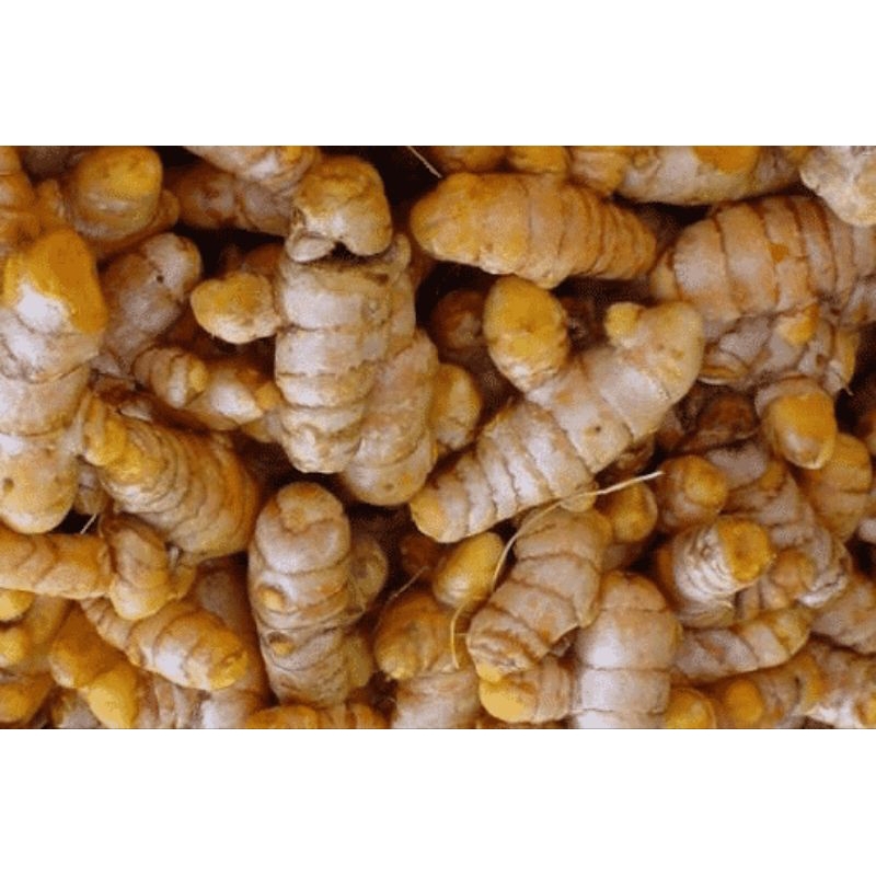 

Kunyit besar kuning Temulawak segar 1 kg