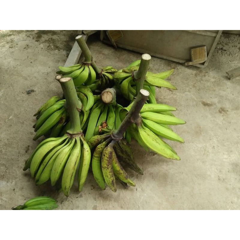 

Pisang tanduk,pisang agung 1 kg