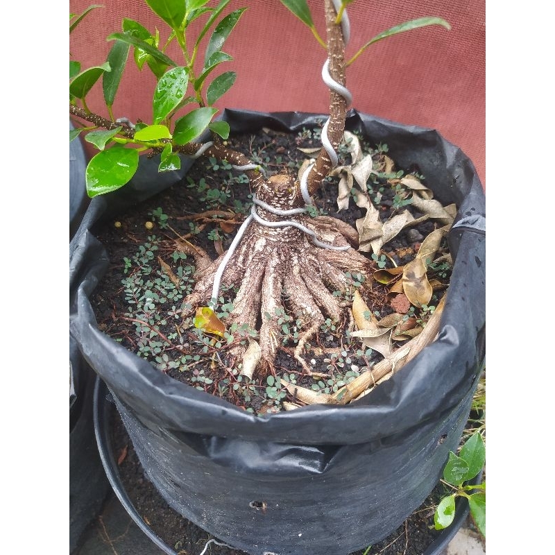 Bonsai mame kimeng prokar