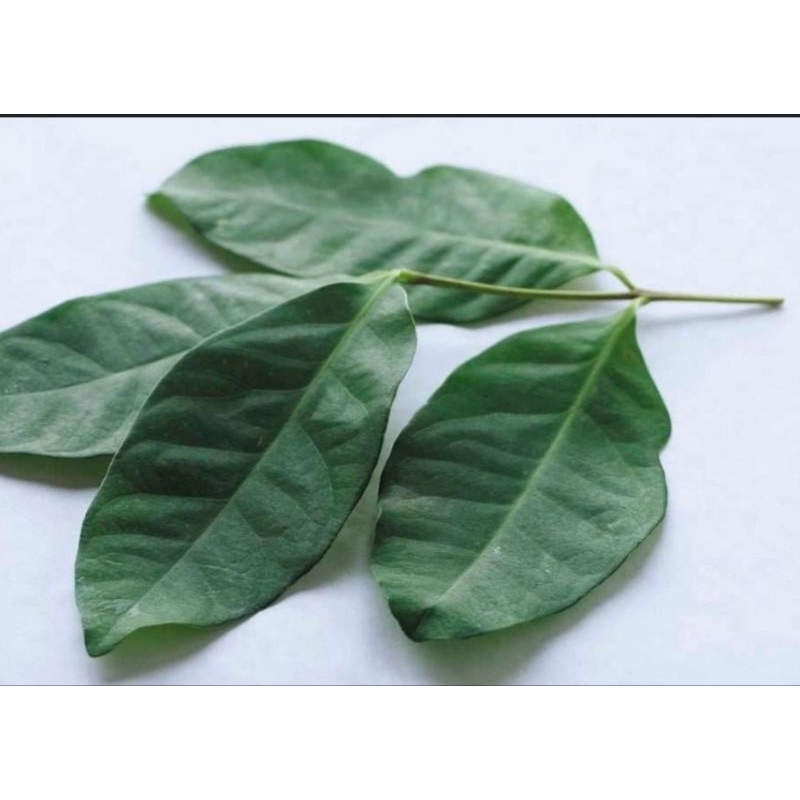

[30lembar]daun salam fresh