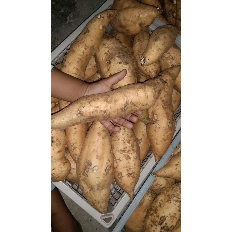 

Ubi Madu Cilembu 1kg