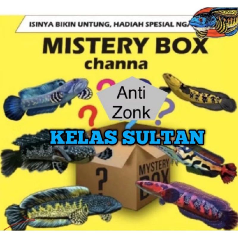 misteri box all channa jekpot auranti & barca