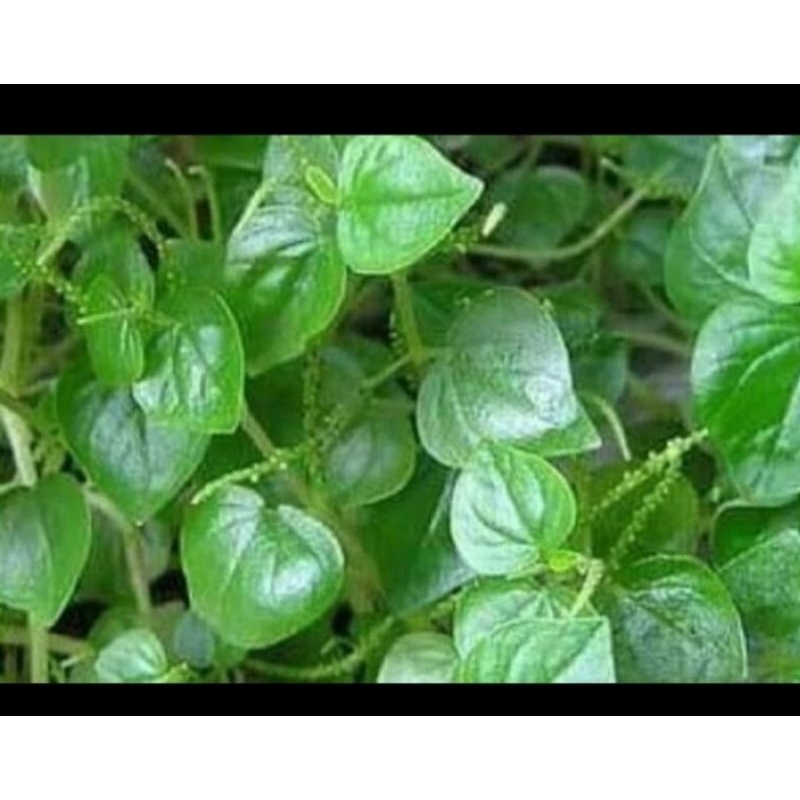 

Daun Sirih Cina