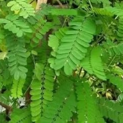 

daun saga hijau 1 kg