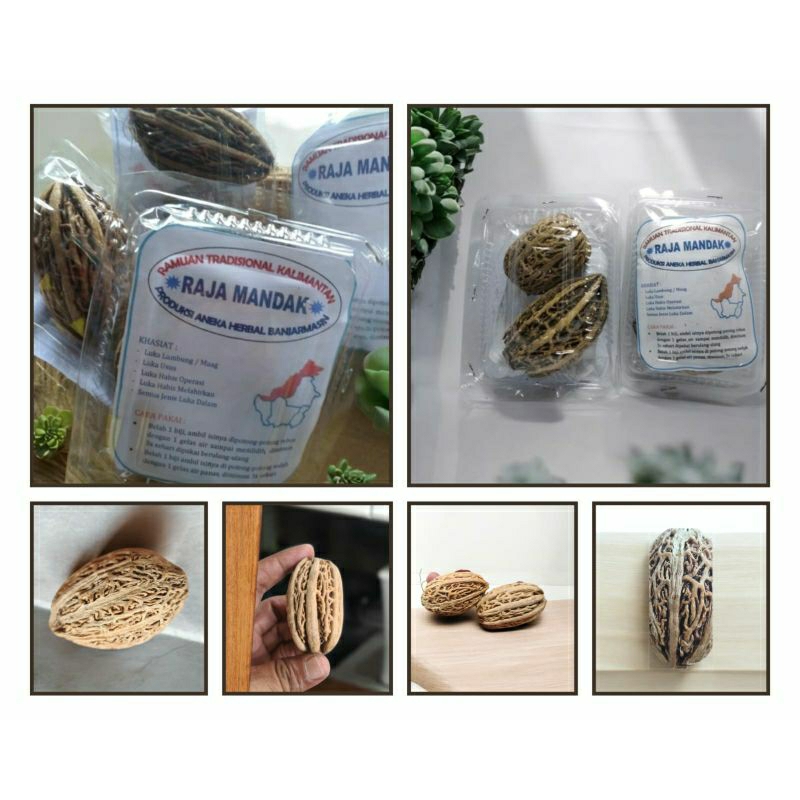 

Buah Raja mandak buat Tradisional kalimantan mengobati luka Dalam