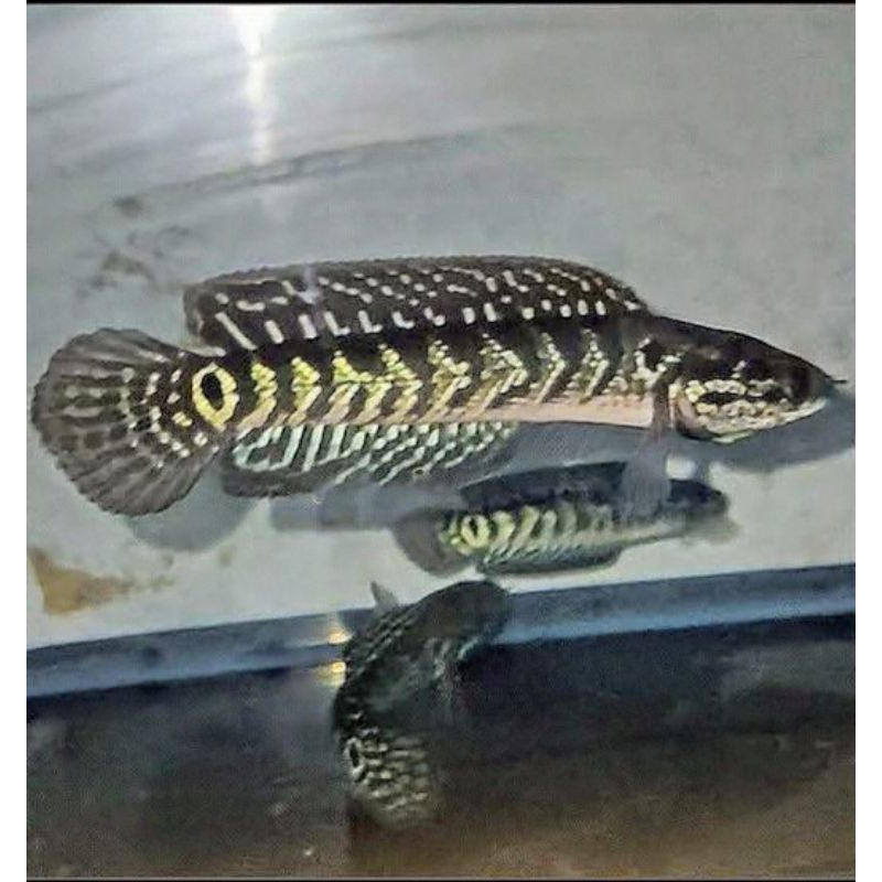 stiker box channa asiatica ws pure good quality 5-10cm