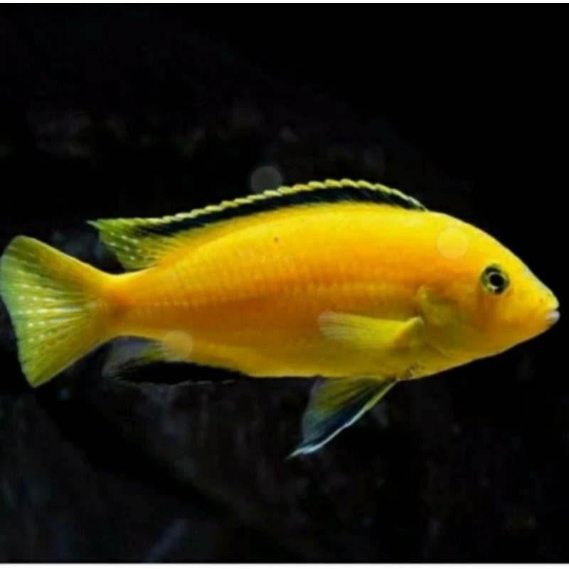 Ikan Lemon hiasan cichlid tankmate hias warna kuning terang untuk aquarium dan aquascape replika