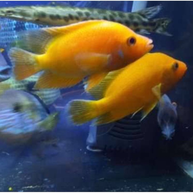 Ikan Redevil hiasan aquarium tankmate red cichlid devil merah
