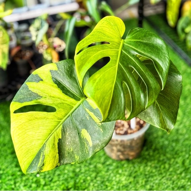 Monstera Yellow King - Tanaman Hias Hidup - Tanaman Hias Monstera Anakan Murah