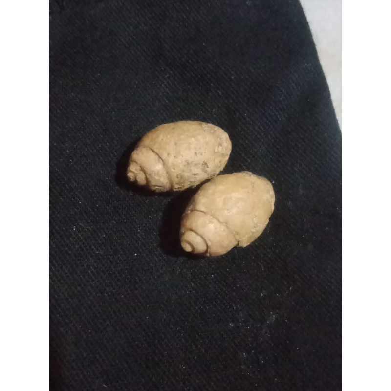 sepasang keong buntet