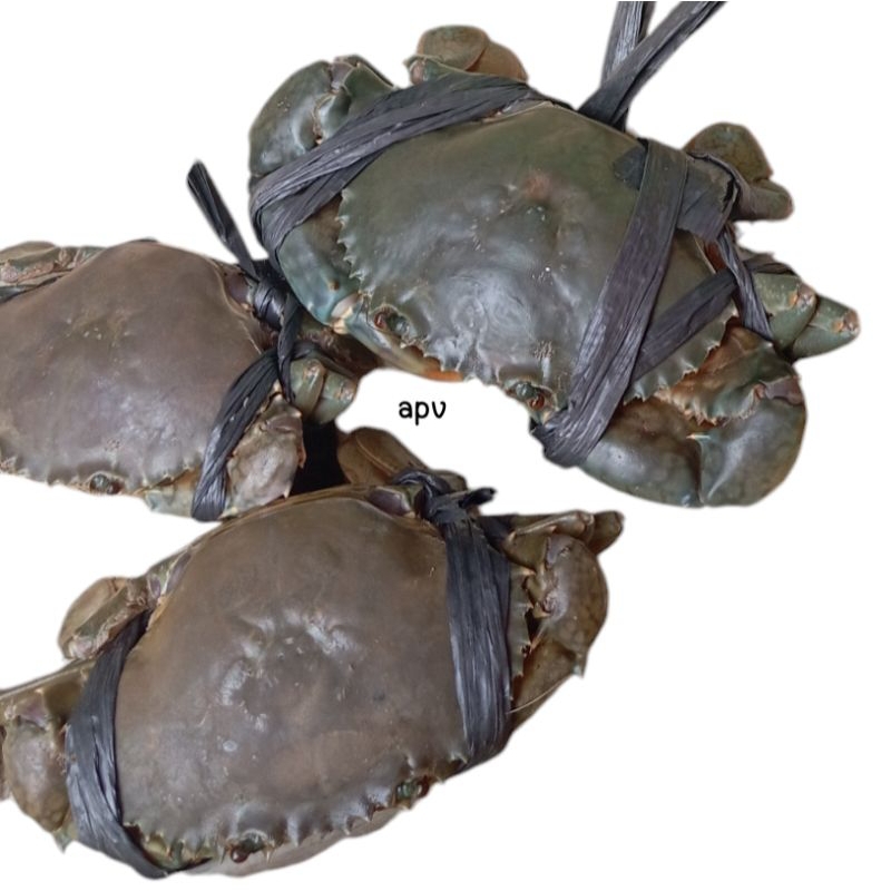 

kepiting segar fresh 1 kg