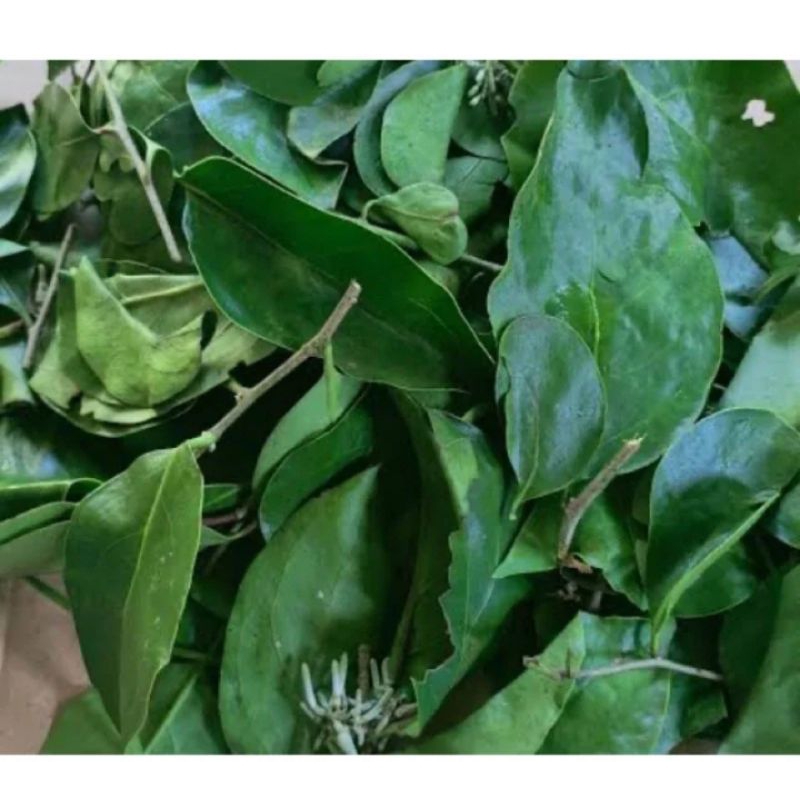 

Benalu mangga segar benalu pohon mangga 500 gram petik langsung