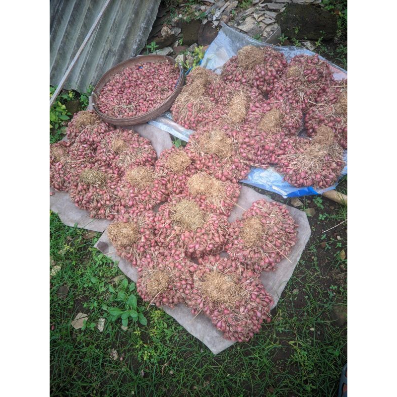 

bawang merah daunan probolinggo 1kg kering termurah shopee