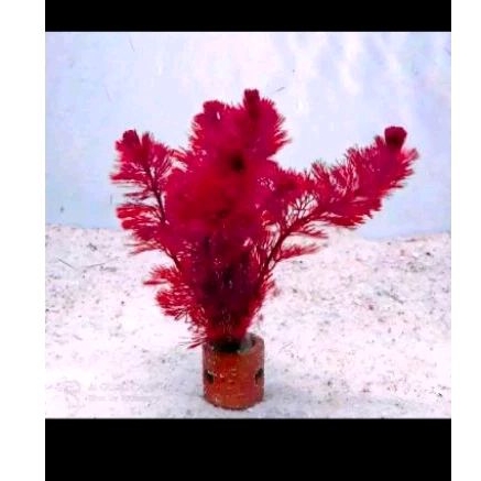 taneman aquascape cabomba super red media pot
