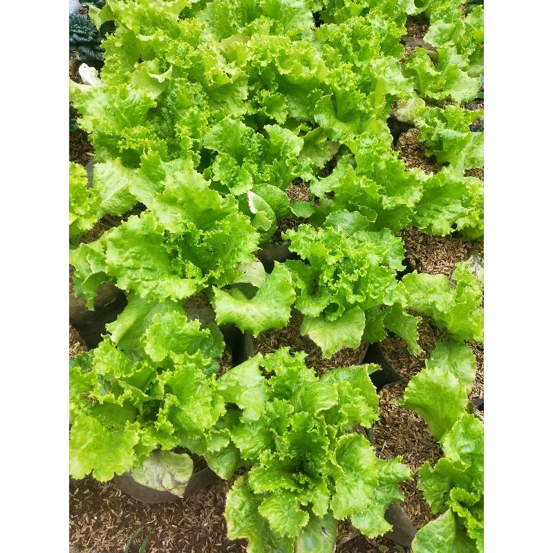 bibit tanaman sayur segar selada keriting/selada bokor