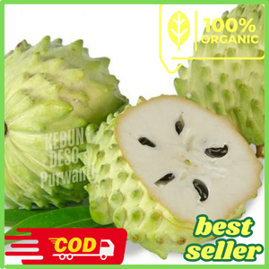 

Buah Sirsak Segar Langsung Dari Kebun Sendiri
