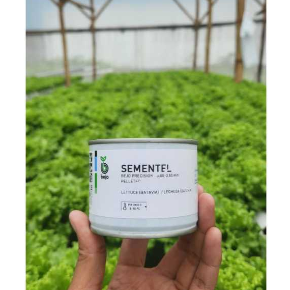 [5000 Pills] Benih Selada Bejo SEMENTEL Benih Lettuce Batavia By Bejo Seeds