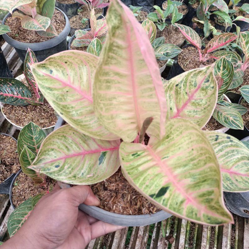 aglonema Moonlight