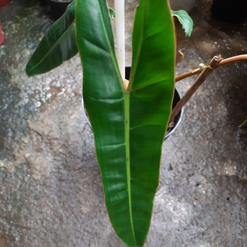 Philodendron Billitiae