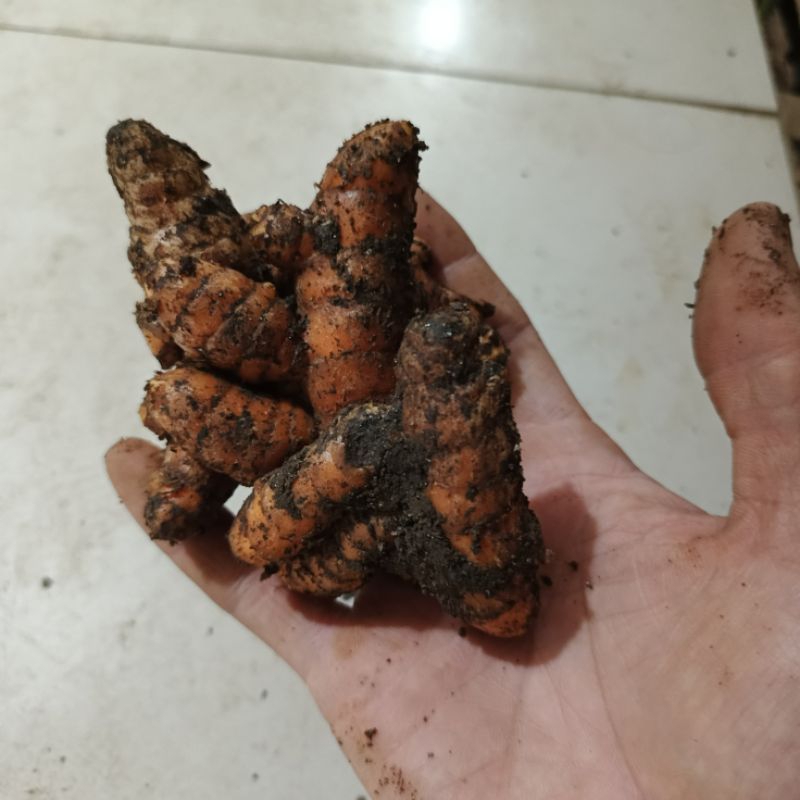 

kunyit , kuning fresh berat 500gram