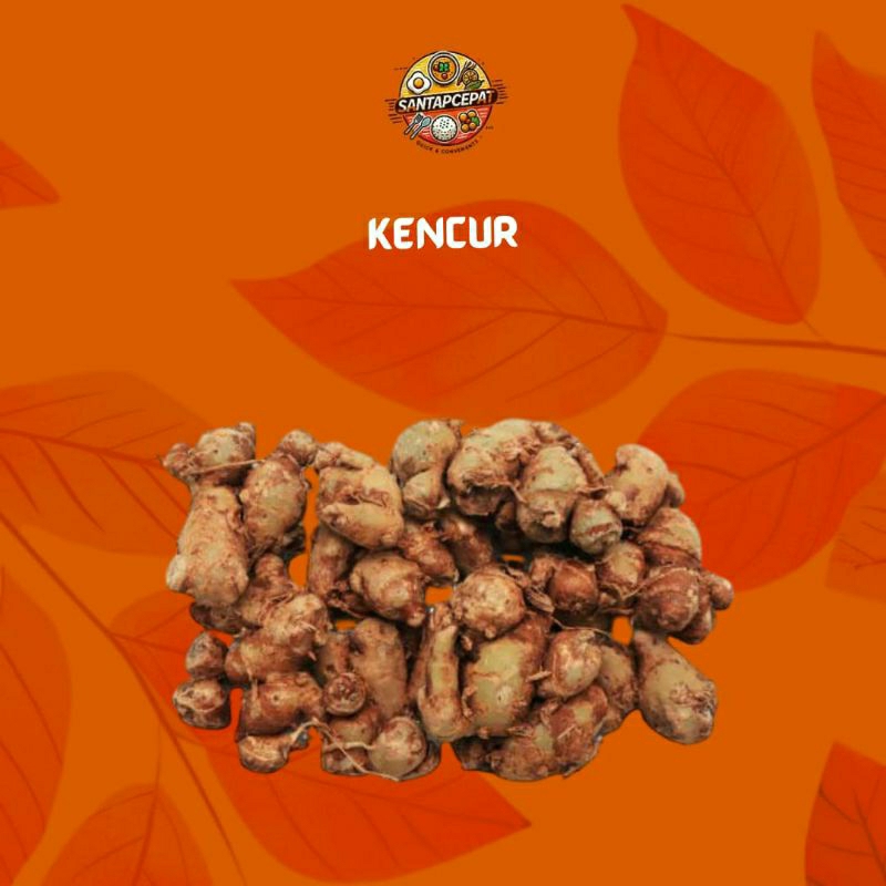 

Kencur Segar ( 250 gr)– Bumbu Dapur Tradisional yang Kaya Manfaat