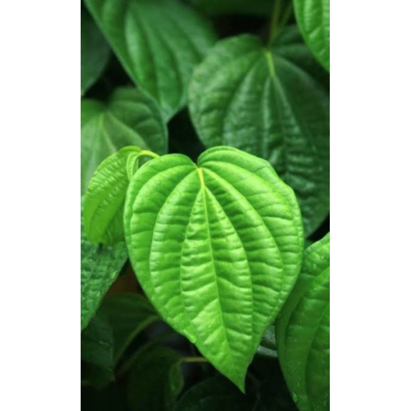 

Daun Sirih Hijau Segar 50LEMBAR di petik sa'at di order