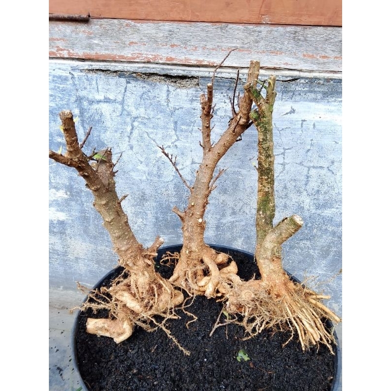 bahan bonsai anting putri mikro