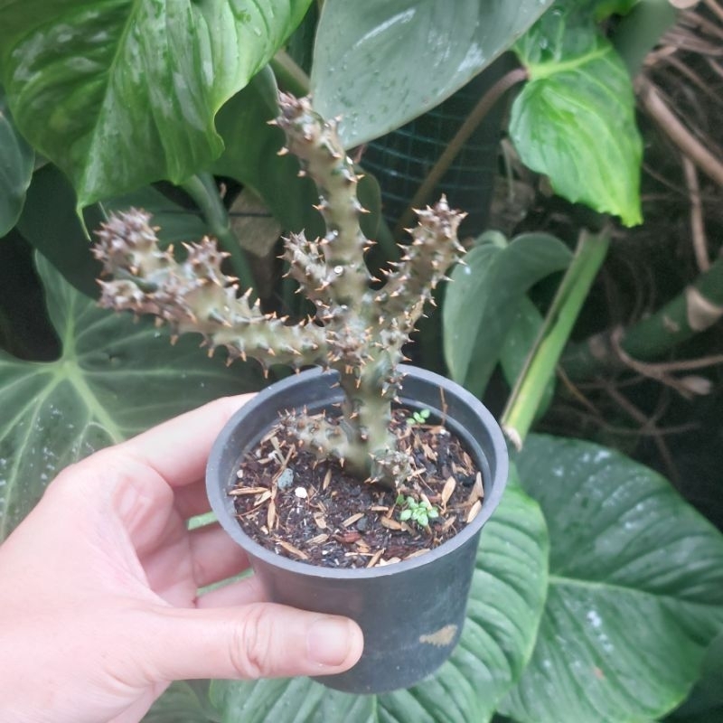 Tanaman Hias Cactus Kaktus Bunga Sukulen Mini Edithcolea Grandis Huernia Stapelia