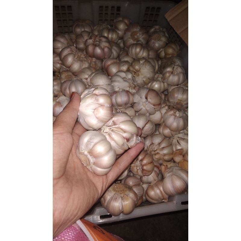 

Bawang Putih 500gr 1kg