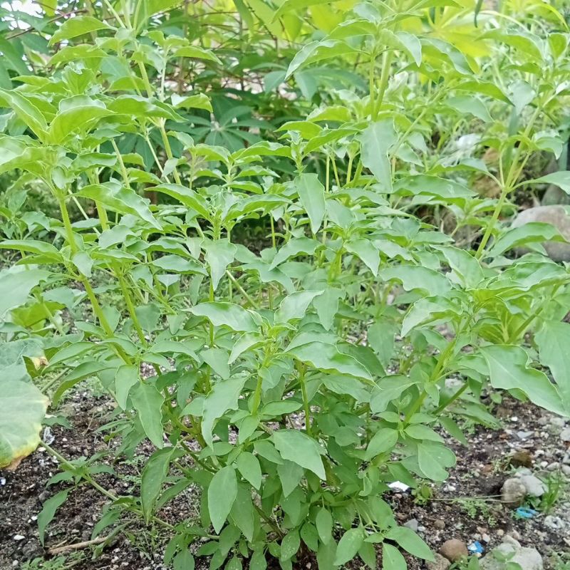 

Kemangi segar 1 ikat