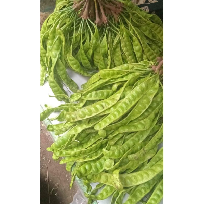 

pette biasa 1 iket isi 11 lonjor/papan