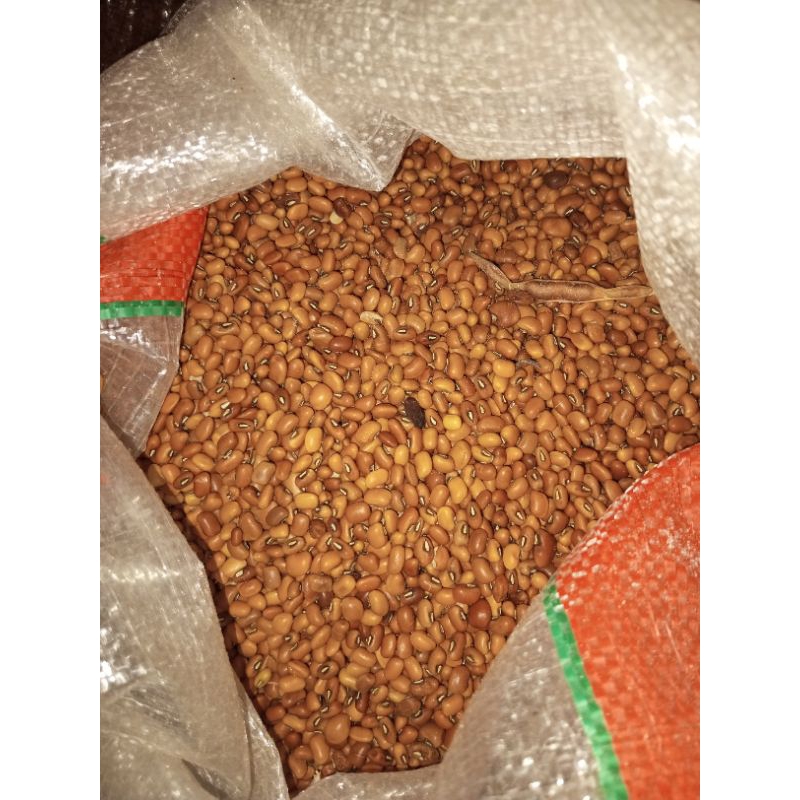 

Kacang Dadap (siki kacang)