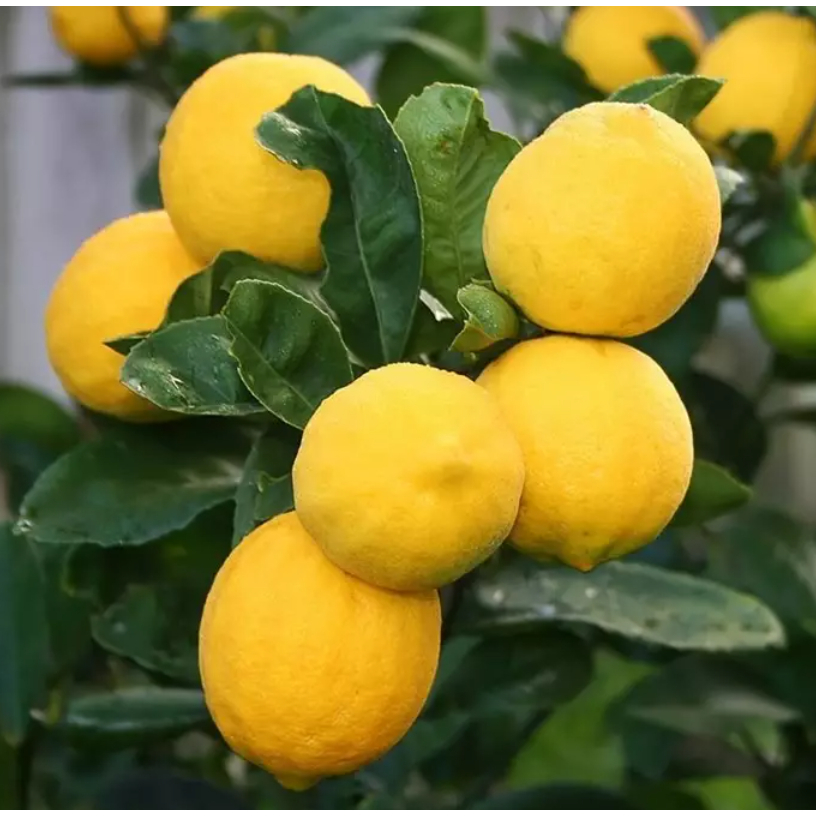 

BIBIT JERUK LEMON SUDAH BERBUAH SPESIAL LIVE 22.1
