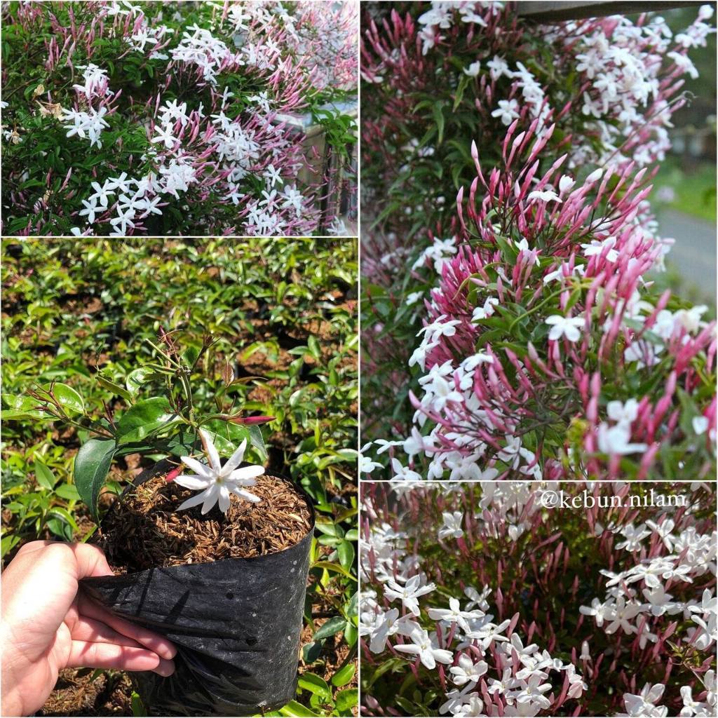 Tanaman melati gambir harum | rambat pergola | kuat panas