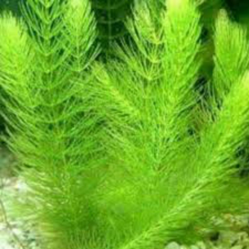 ganggang air ekor tupai