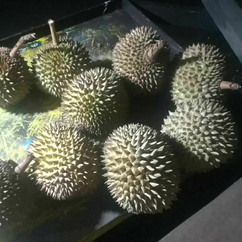 

Durian Bali Kecil