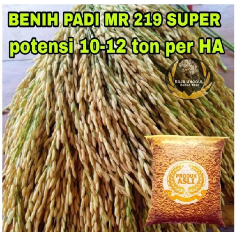 benih padi MR 219 super 5kg