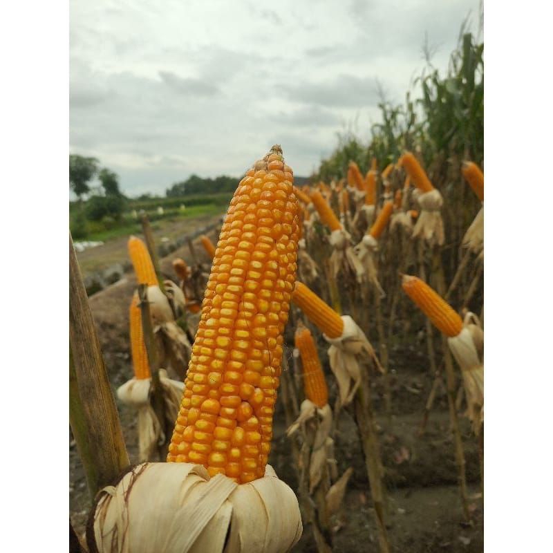 BENIH JAGUNG NK 7207 NAGA