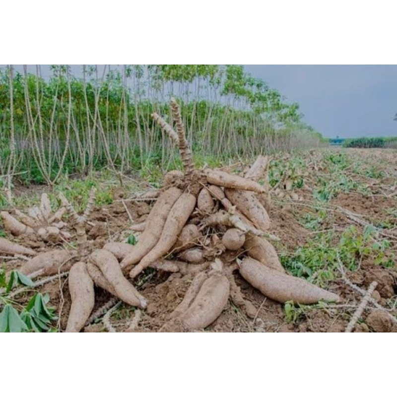 

singkong kebun