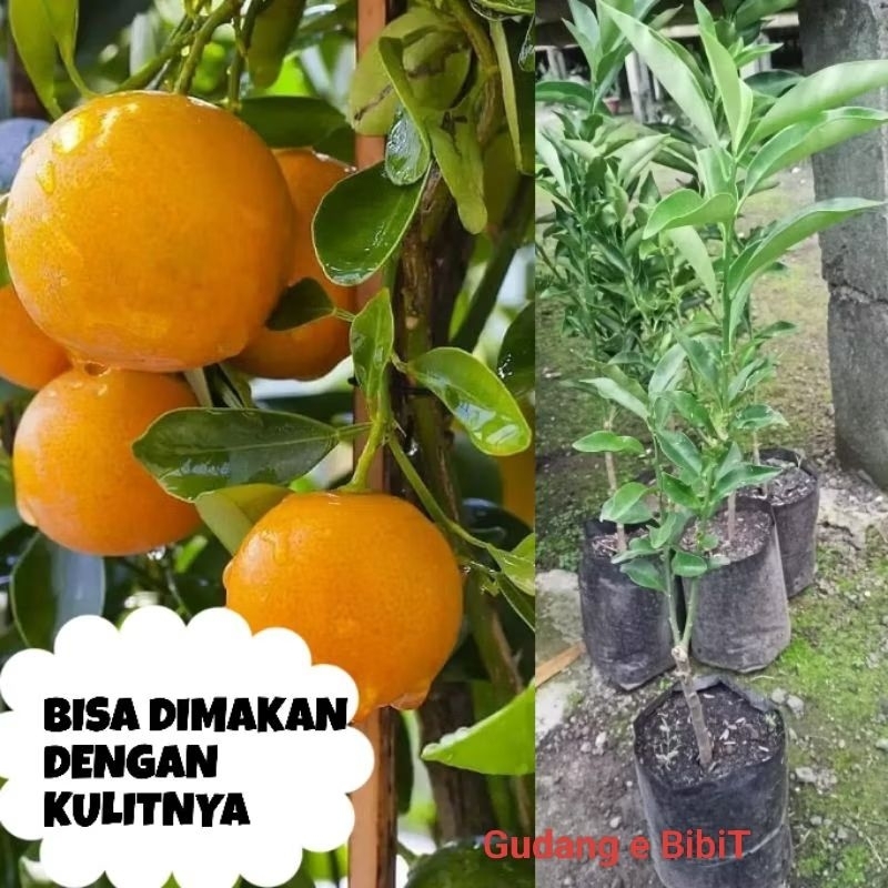 Bibit Jeruk Kimkit Sering Berbuah | Jeruk Tongheng