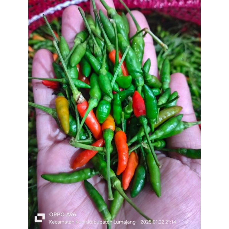 

CABAI GUNUNG UKURAN KECIL SUPER PEDAS 1KG