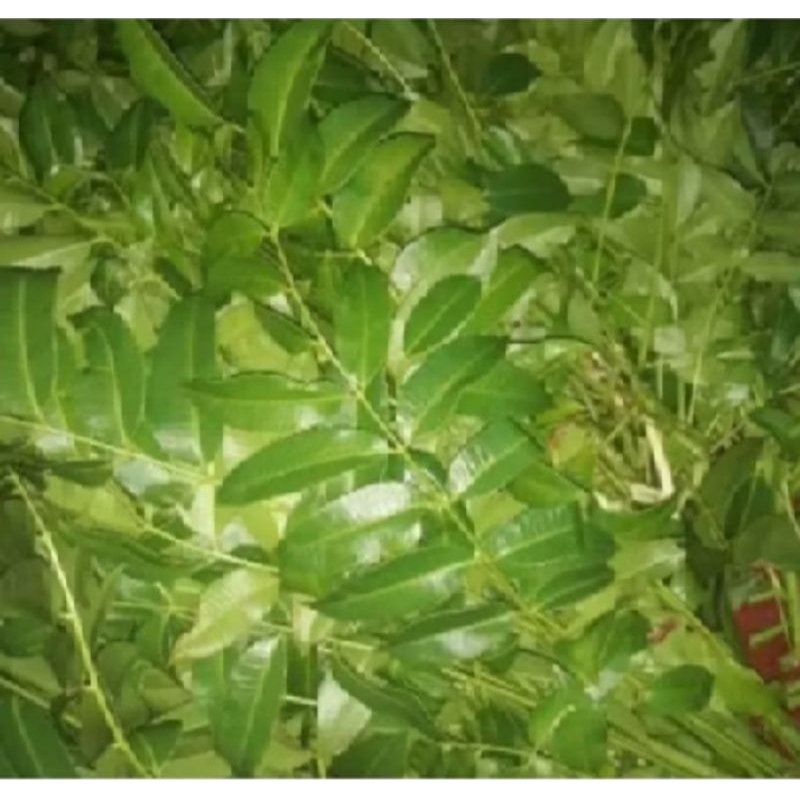 

daun kedondong segar fresh