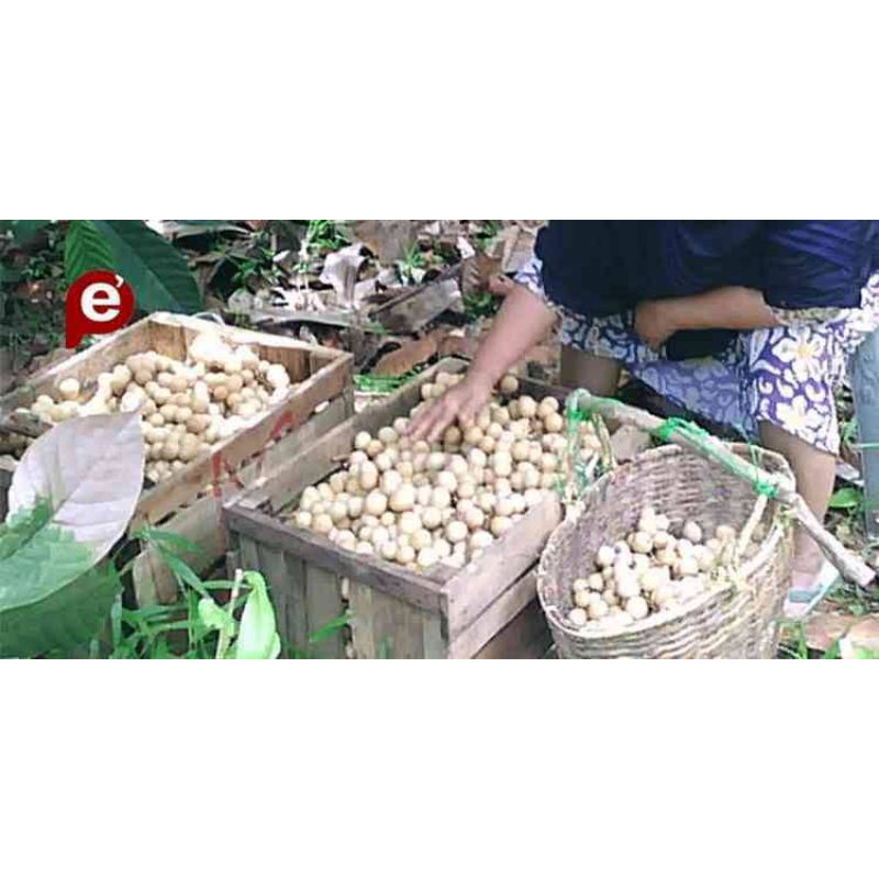 

Duku pontianak manis 500gram/ langsat pontianak manis 500gram