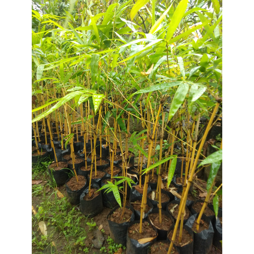 Bibit Tanaman Bambu Kuning - Siap Tanam