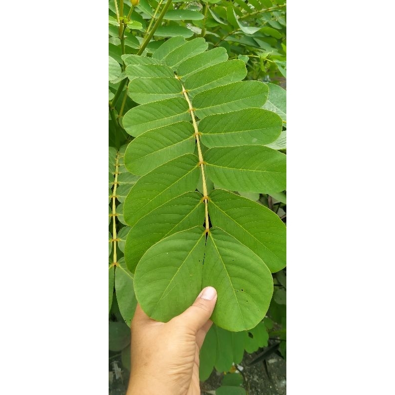 Daun ketepeng daun ketepeng segar daun  ketepeng cina daun ketepeng hijau daun ketepeng dan bibitnya
