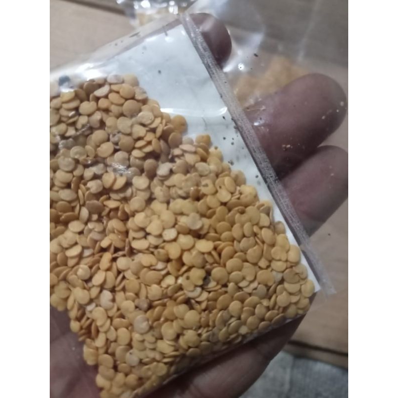 

benih bibit biji terong ungu 5gram, isi lebih 1000butir