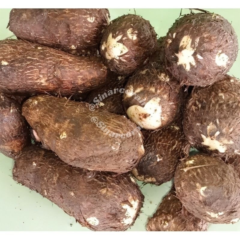 

Umbi talas empuk pulen/Buah talas pulen 1kg