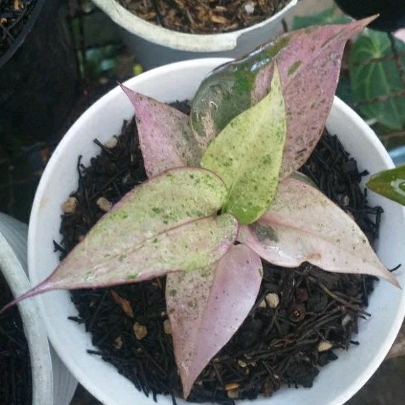 tanaman hias anthurium hokeri pink hukeri varigata pink