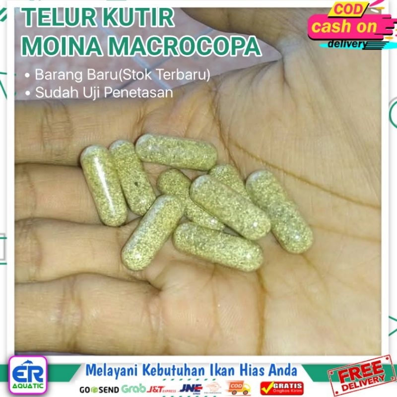 TELUR KUTU AIR MOINA MACROCOPA Asli Sudah Uji Penetasan